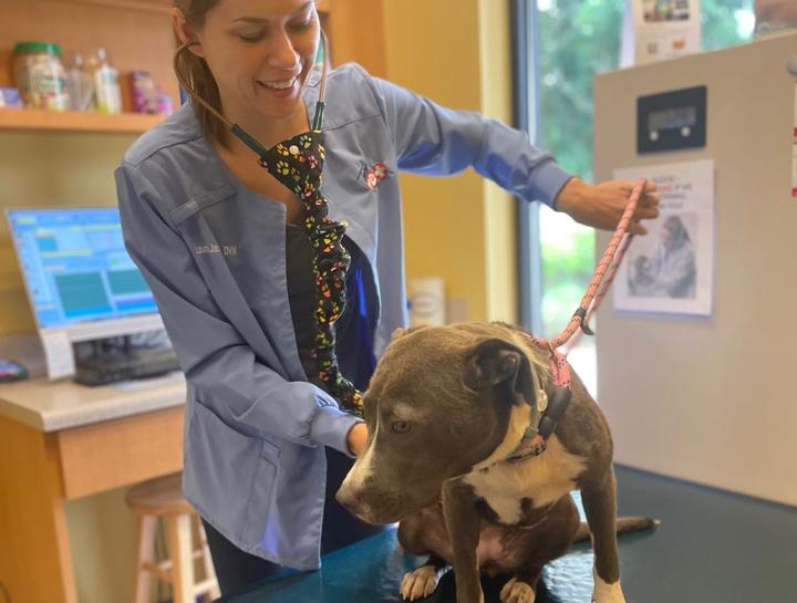 Preventive Care for Dogs